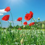 In poppies field. In poppies field.