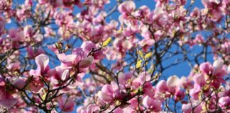 La formazione di primavera per i soci ANP: gli argomenti e le date