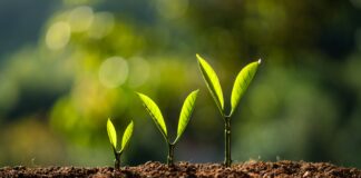 Legge n. 22/2025 sulle competenze non cognitive e trasversali: l’analisi dell’ANP