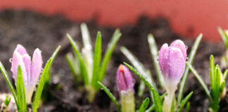 Percorsi di primavera: calendario e argomenti della formazione riservata ai soci ANP