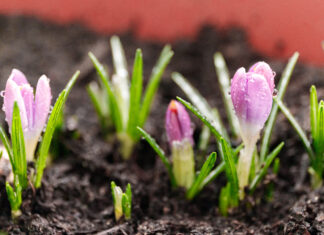 Percorsi di primavera: calendario e argomenti della formazione riservata ai soci ANP